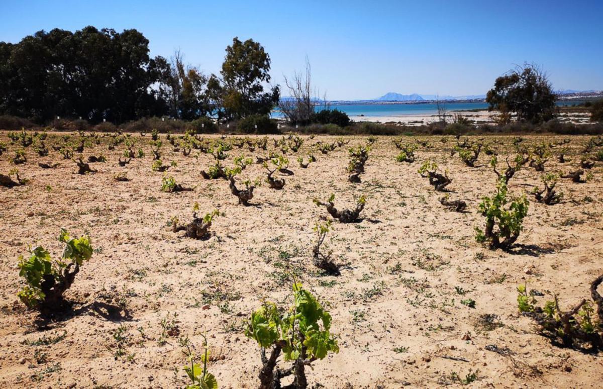 Viñedos de Levante, donde la monastrell desarrolla todo su carácter. | | CASA GOURMET