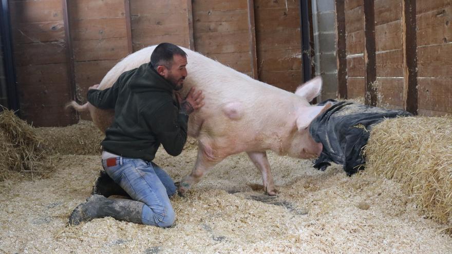 El Santuari Gaia critica que s&#039;hagi matat un porc a Saus, Camallera i Llampaies