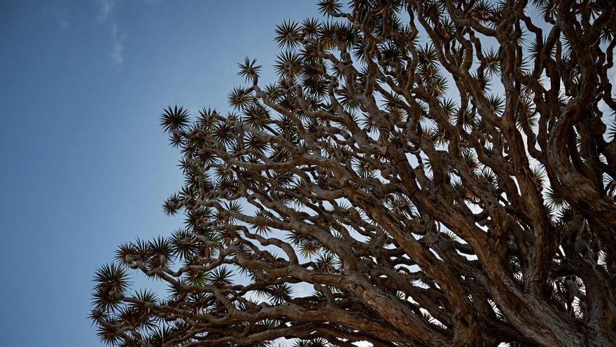 Tenerife Launches Landmark Genetic Study to Save Canary Dragon Tree