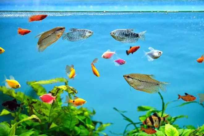 Los mejores peces mascota para principiantes