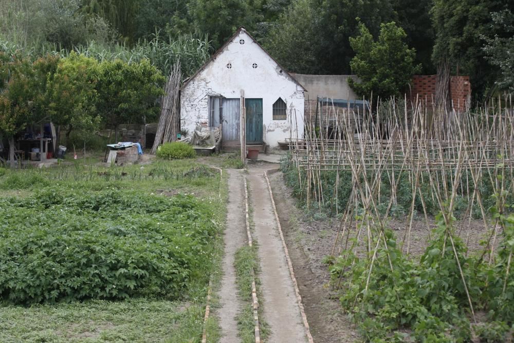 Campanya de control del cranc roig a les hortes de Santa Eugènia