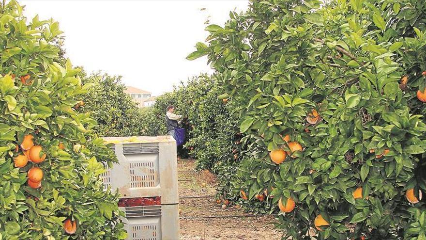 Coronavirus en Córdoba: Palmanaranja envía un camión con 20.000 kilos de naranja al hospital de Ifema