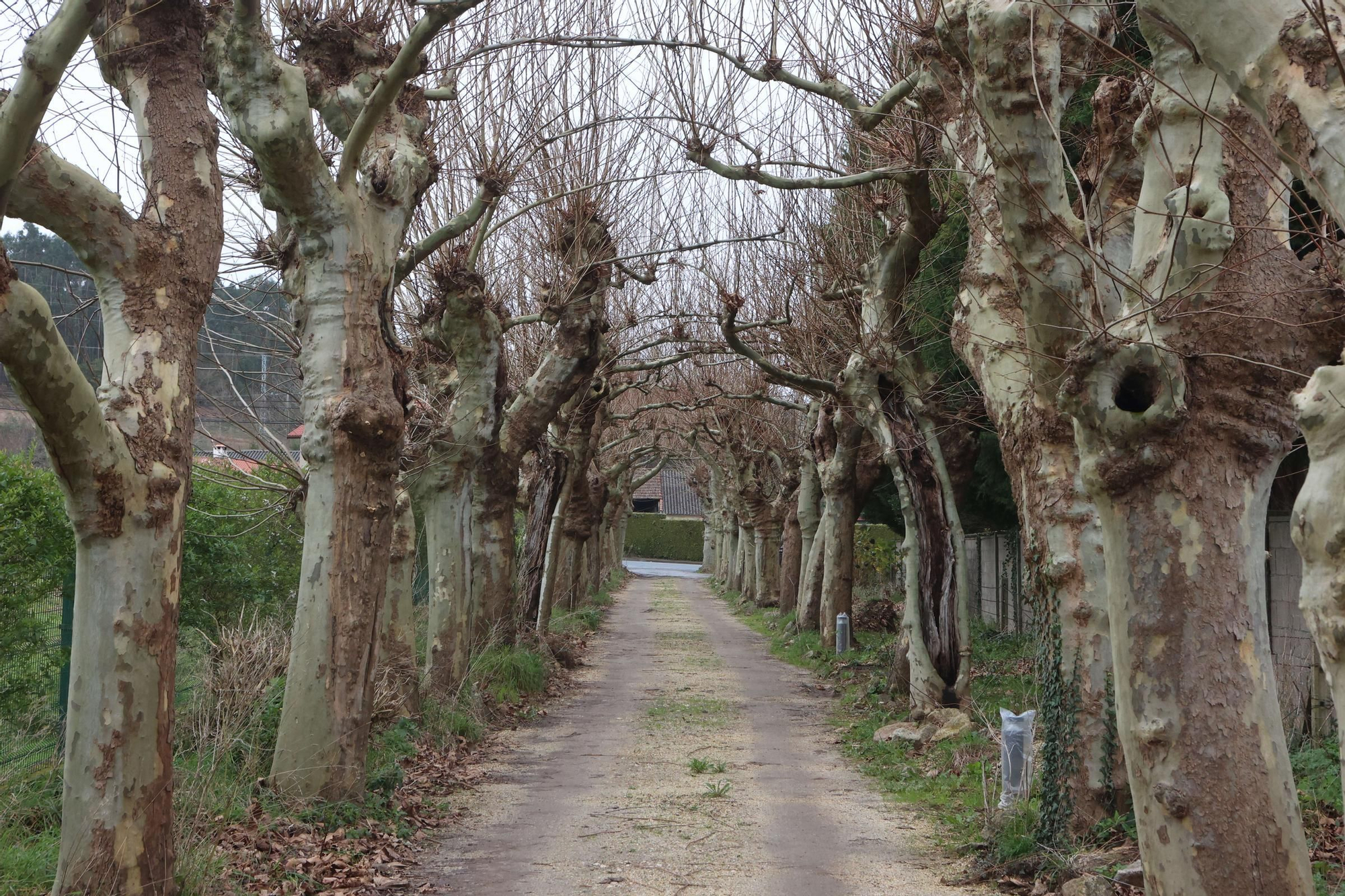 Visita a Finca Os Loureiros, sede del futuro Pazo da Cultura de Abegondo