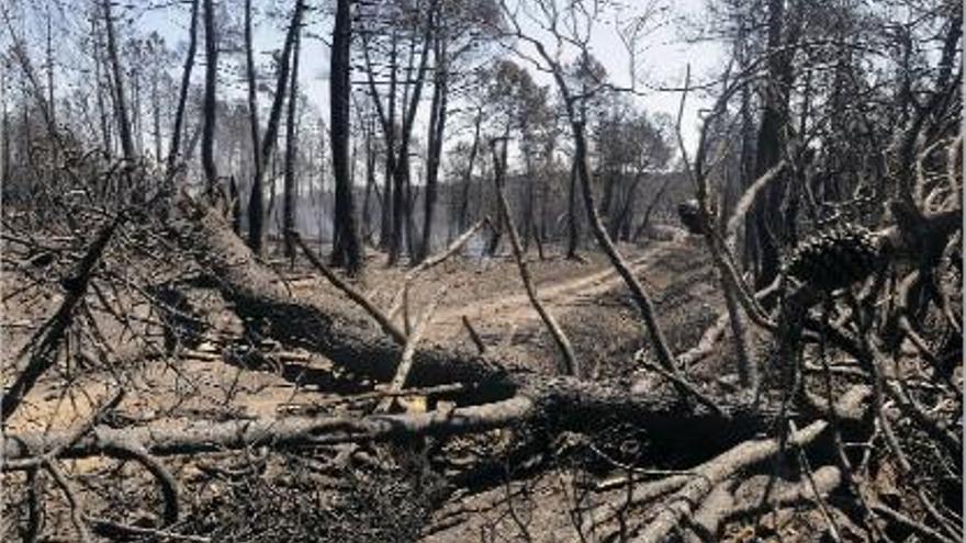 Lleó L&#039;incendi de Castrocontrigo encara no es pot considerar controlat