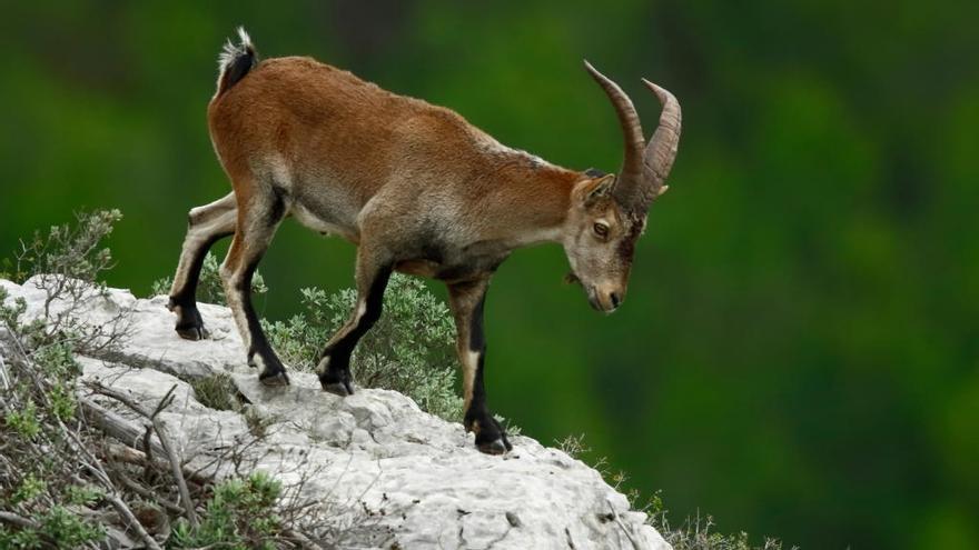 Una cabra salvatge al massís del Montgrí, en una imatge cedida aquest 18 de novembre del 2019