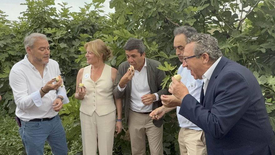 Acto simbólico del arranque de la campaña de breva colar de Albatera