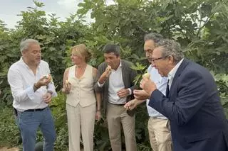 Acto simbólico del arranque de la campaña de breva colar de Albatera