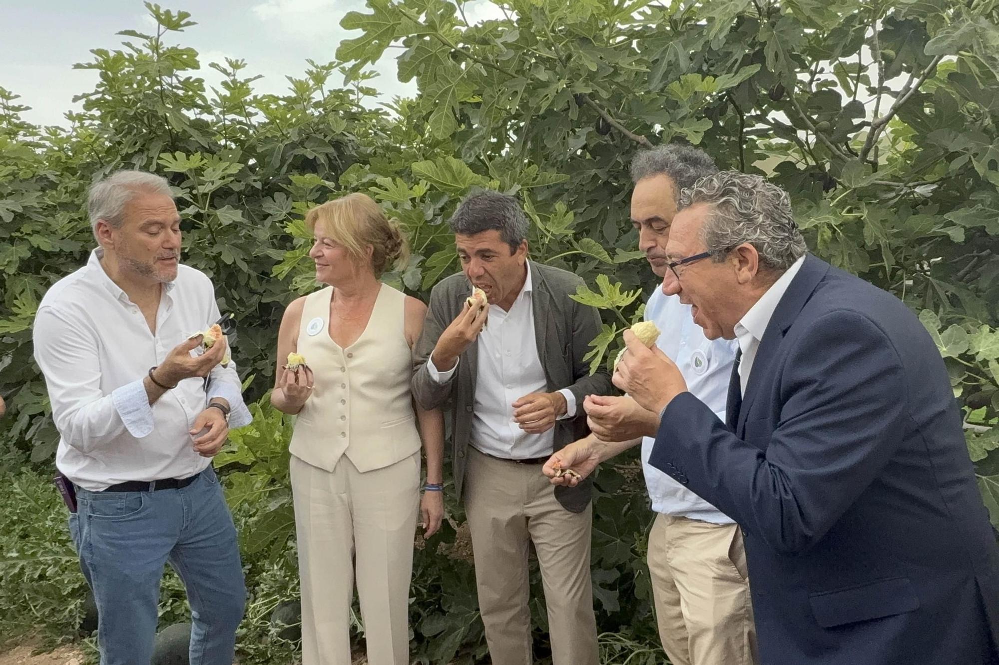 Acto simbólico del arranque de la campaña de breva colar de Albatera