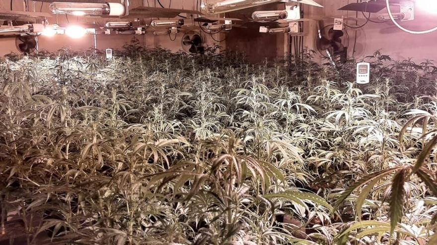 Es van intervenir 656 plantes de marihuana |