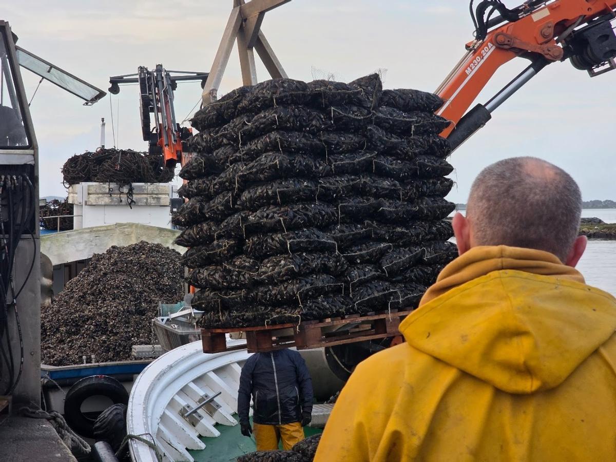 Descargas de mejillón en el muelle de Vilanova de Arousa, esta mañana.