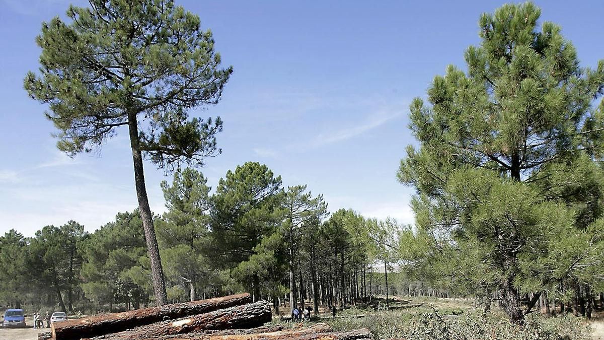Una zona de pinar.  El pino piñonero abunda en la mitad sur de la región.