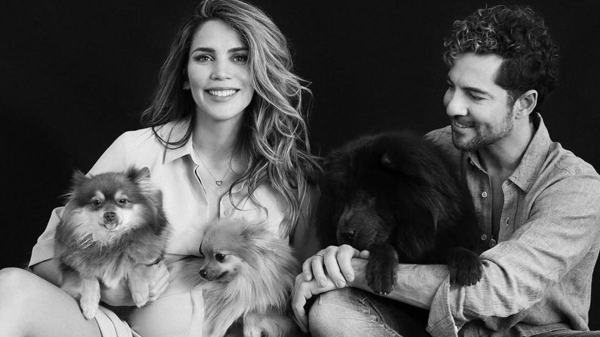 Los cuatro perros de David Bisbal: "Tienen personalidades muy diferentes"