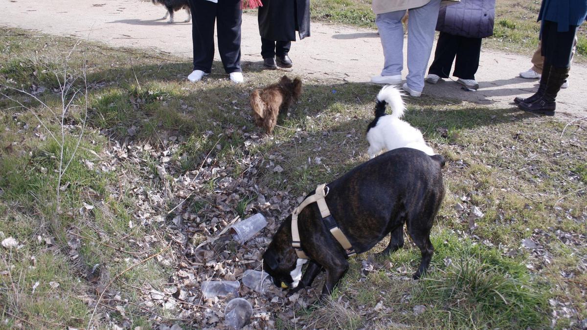 Una de las zonas habilitadas en Zamora para que los perros anden sueltos