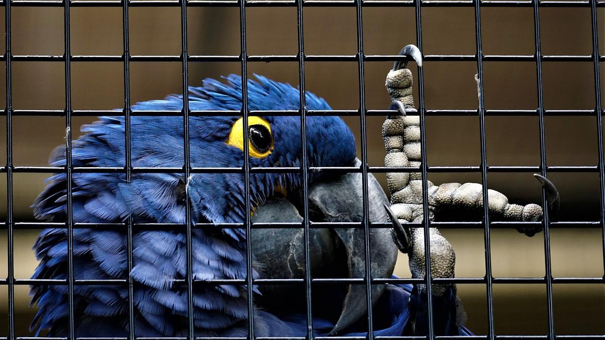 Loro azul enjaulado.