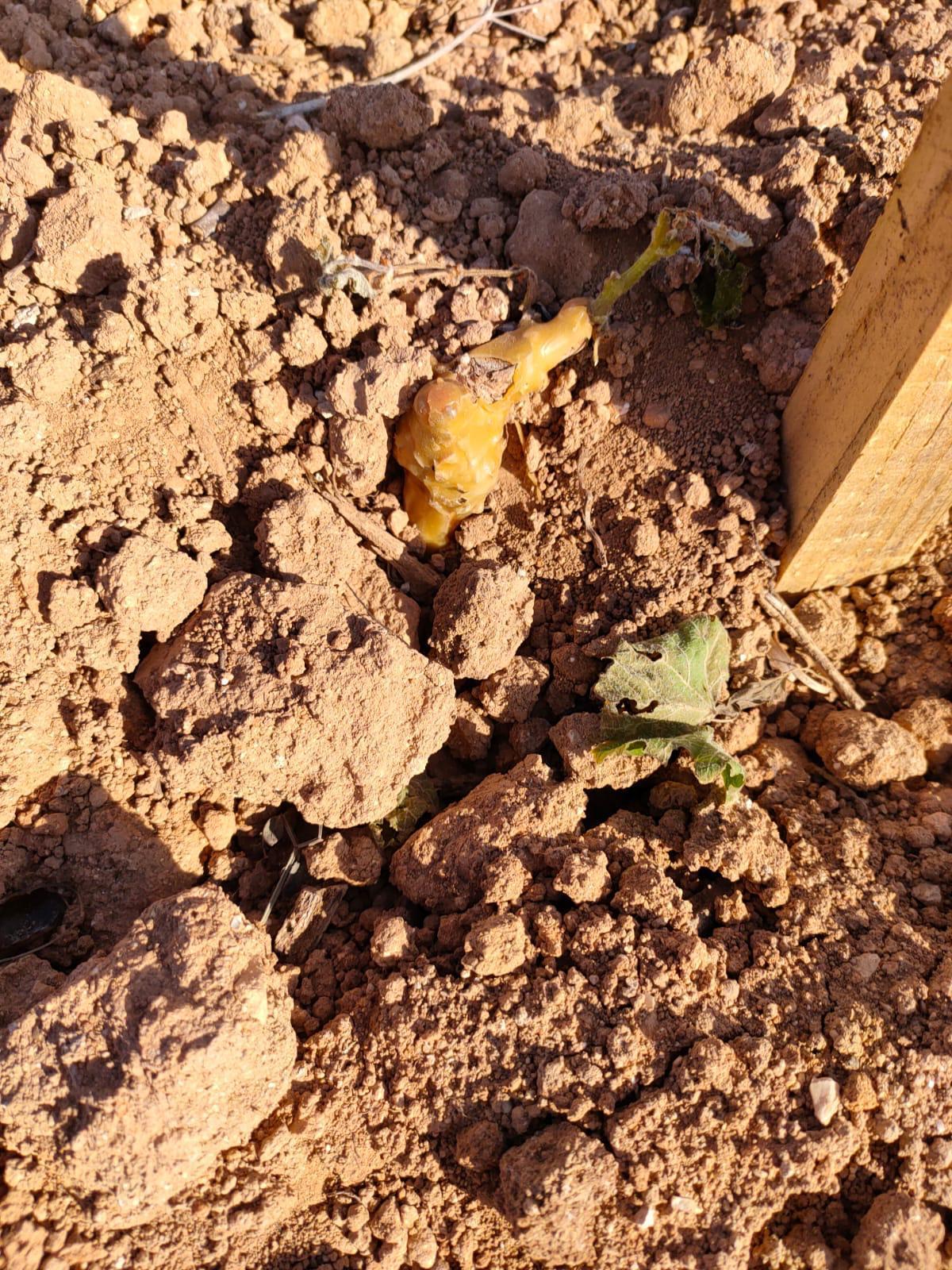 Destrozos en una explotación de uva de vinificación.