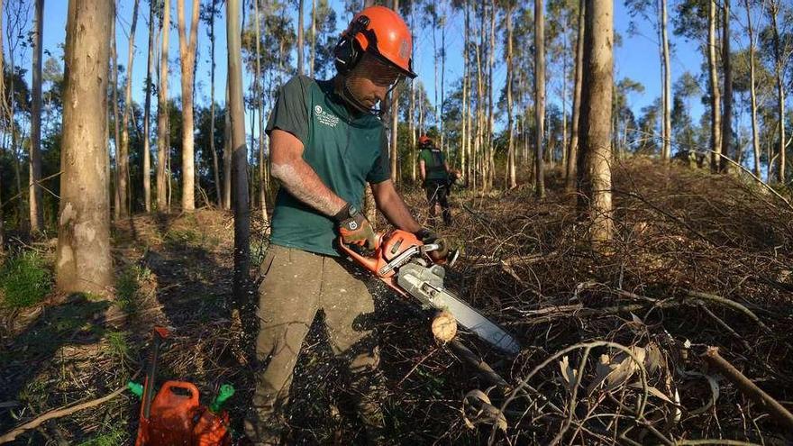 Tareas de limpieza forestal en un monte de la comarca. // Gustavo Santos