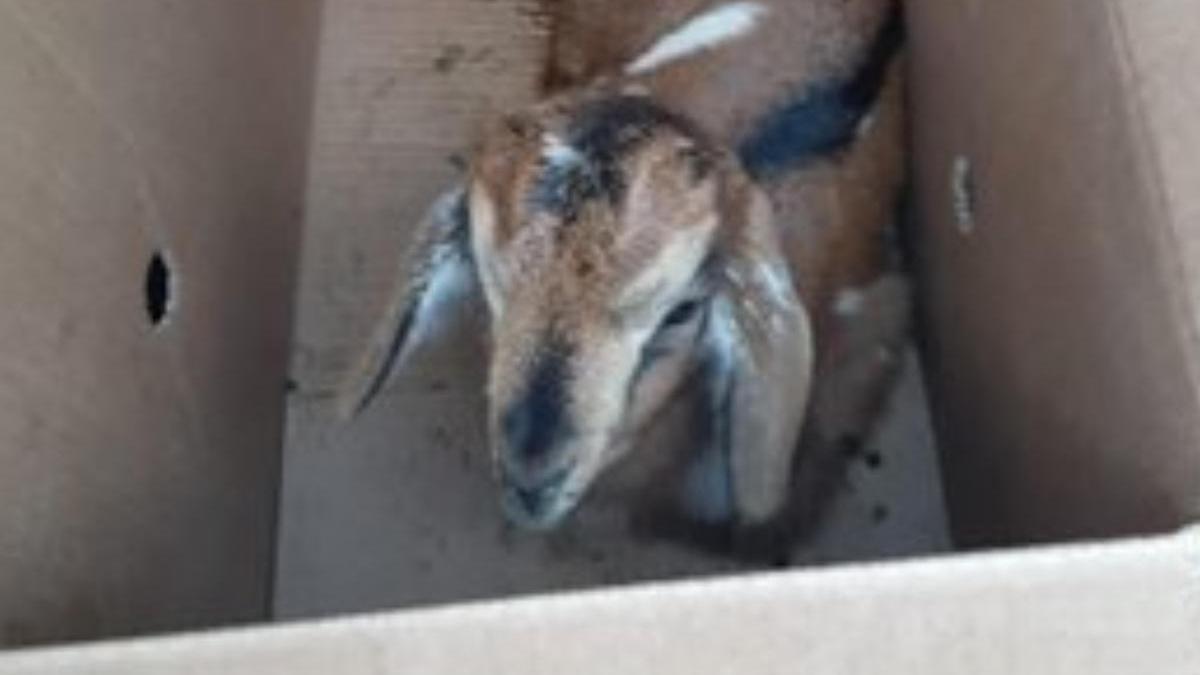 Abandonan a un baifo en un contenedor de basura