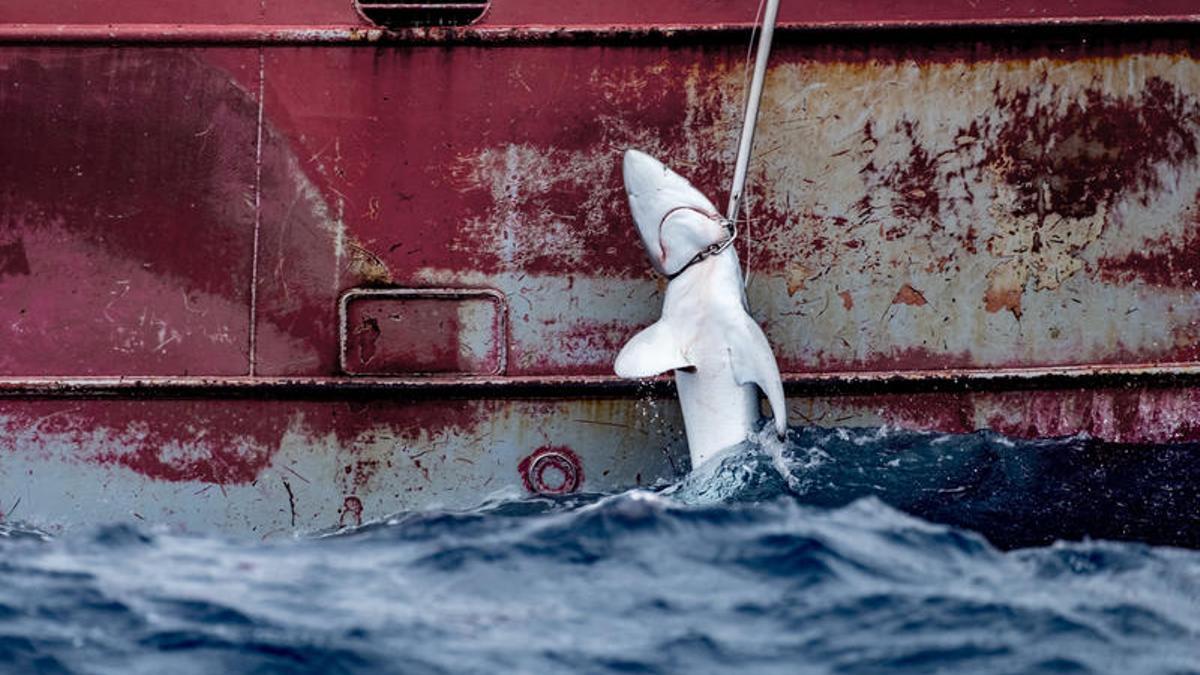 Tiburón capturado por un barco pesquero español de pez espada en octubre de 2019.