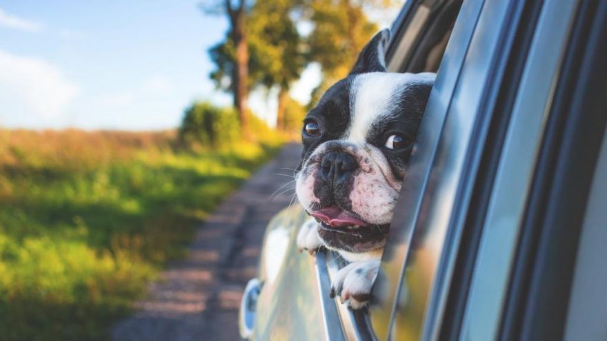 10 consejos para viajar en coche con mascotas