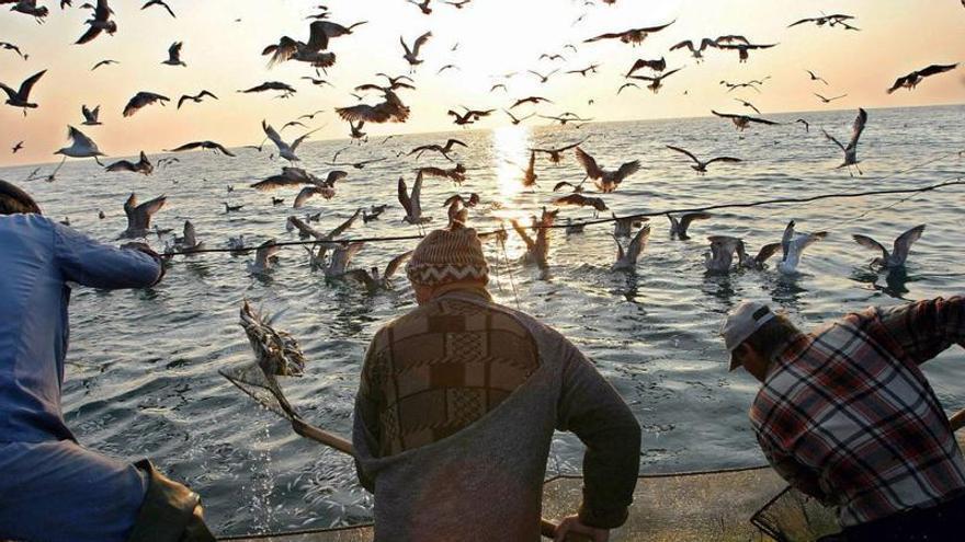 Estadística alarmante: la pesca de arrastre mata a más de 44.000 aves marinas cada año