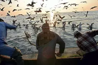 Estadística alarmante: la pesca de arrastre mata a más de 44.000 aves marinas cada año