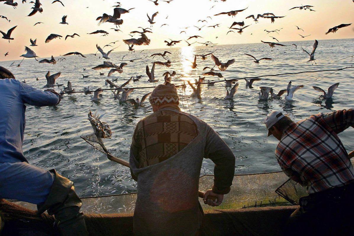 Pescadores en plena faena con el barco rodeado de aves.