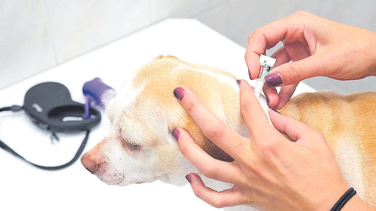 Existen distintos preventivos que se pueden aplicar a mascotas, lo mejor es consultar al veterinario.