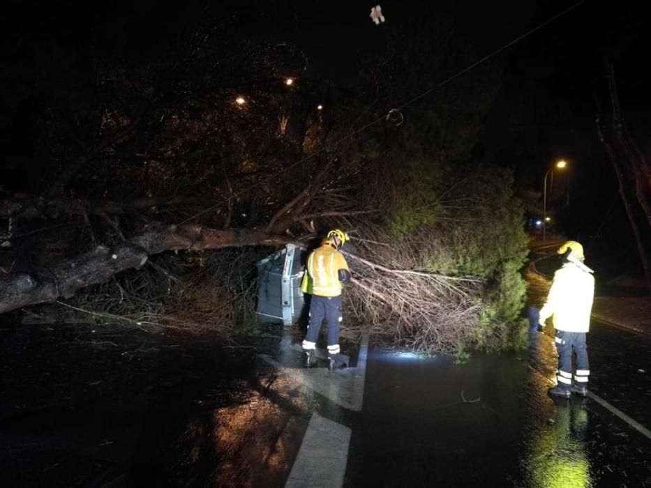 Imágenes de la caída de un árbol en Almoradí.