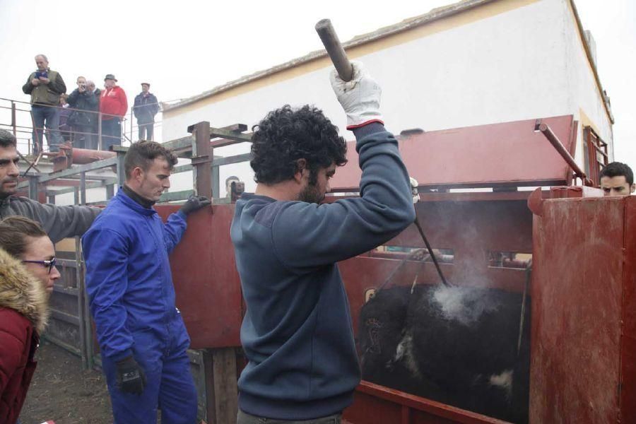 Herradero en Fuentelapeña