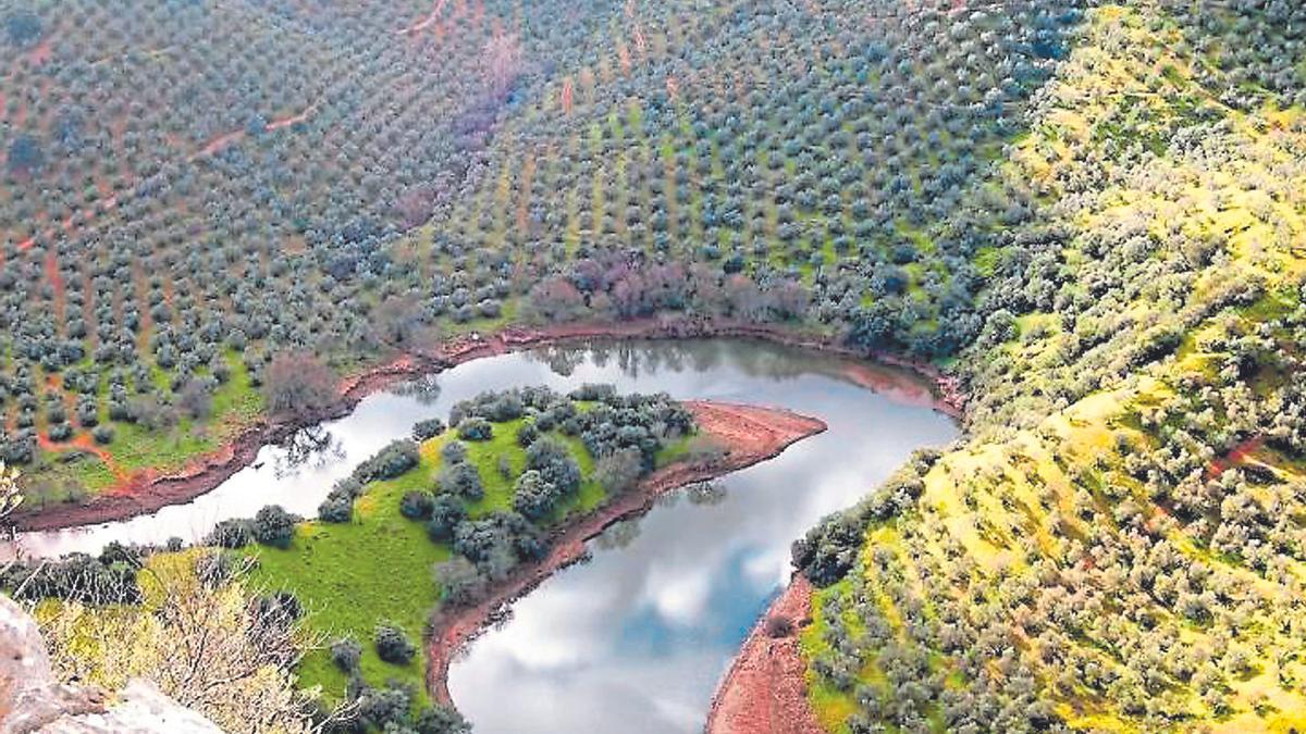 Un olivar de montaña en Sierra Morena, dentro del término municipal de Montoro.