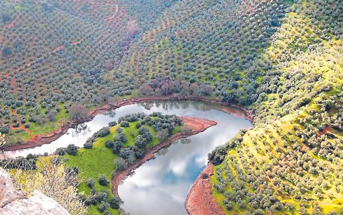 Un olivar en Montoro, en imagen de archivo.