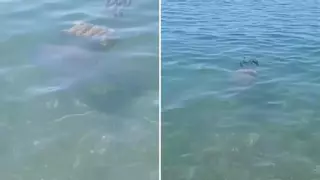 Avistada una medusa gigante en una playa de Málaga