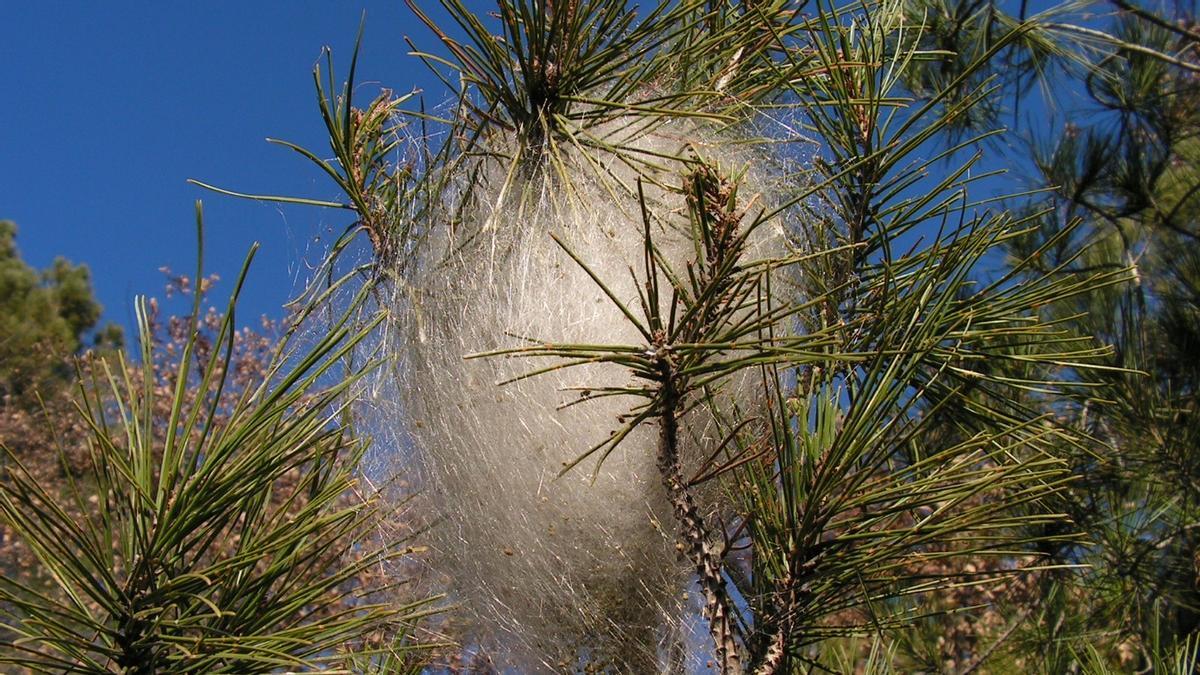 Nido de la oruga procesionaria en un árbol.