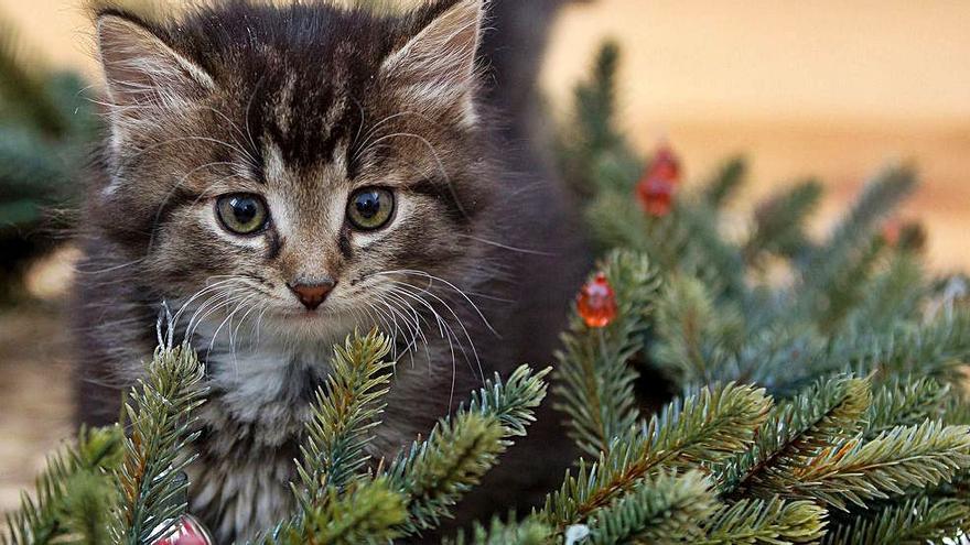 Mi gato desayuna plantas de Navidad