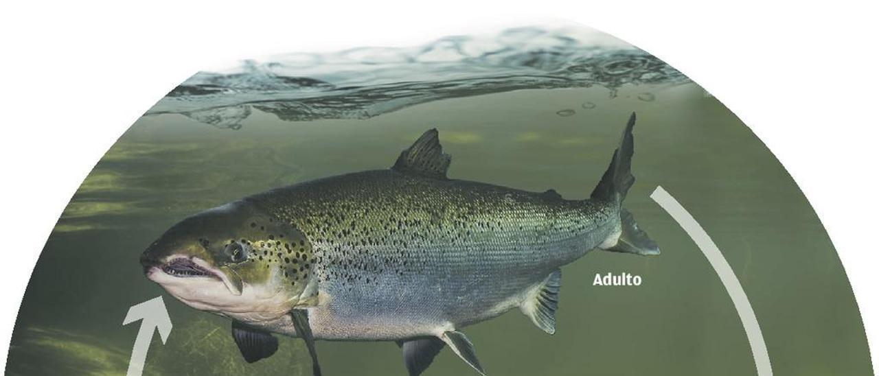 Asturias libera por primera vez siete mil salmones adultos criados en cautividad