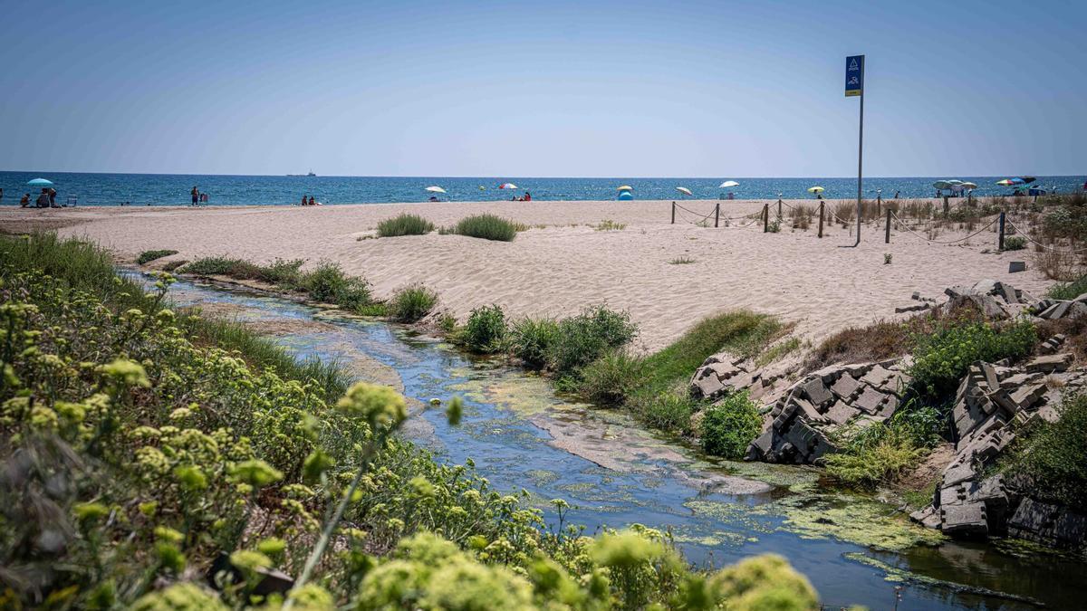 Imágenes de la desembocadura del Estany de la Murtra, en el delta del Llobregat.