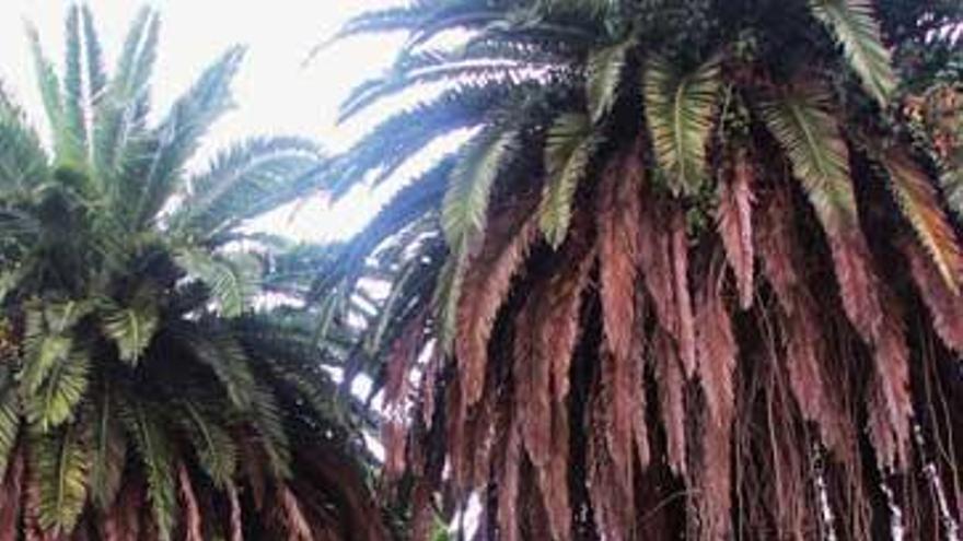 Las palmeras de Santarúa se mueren