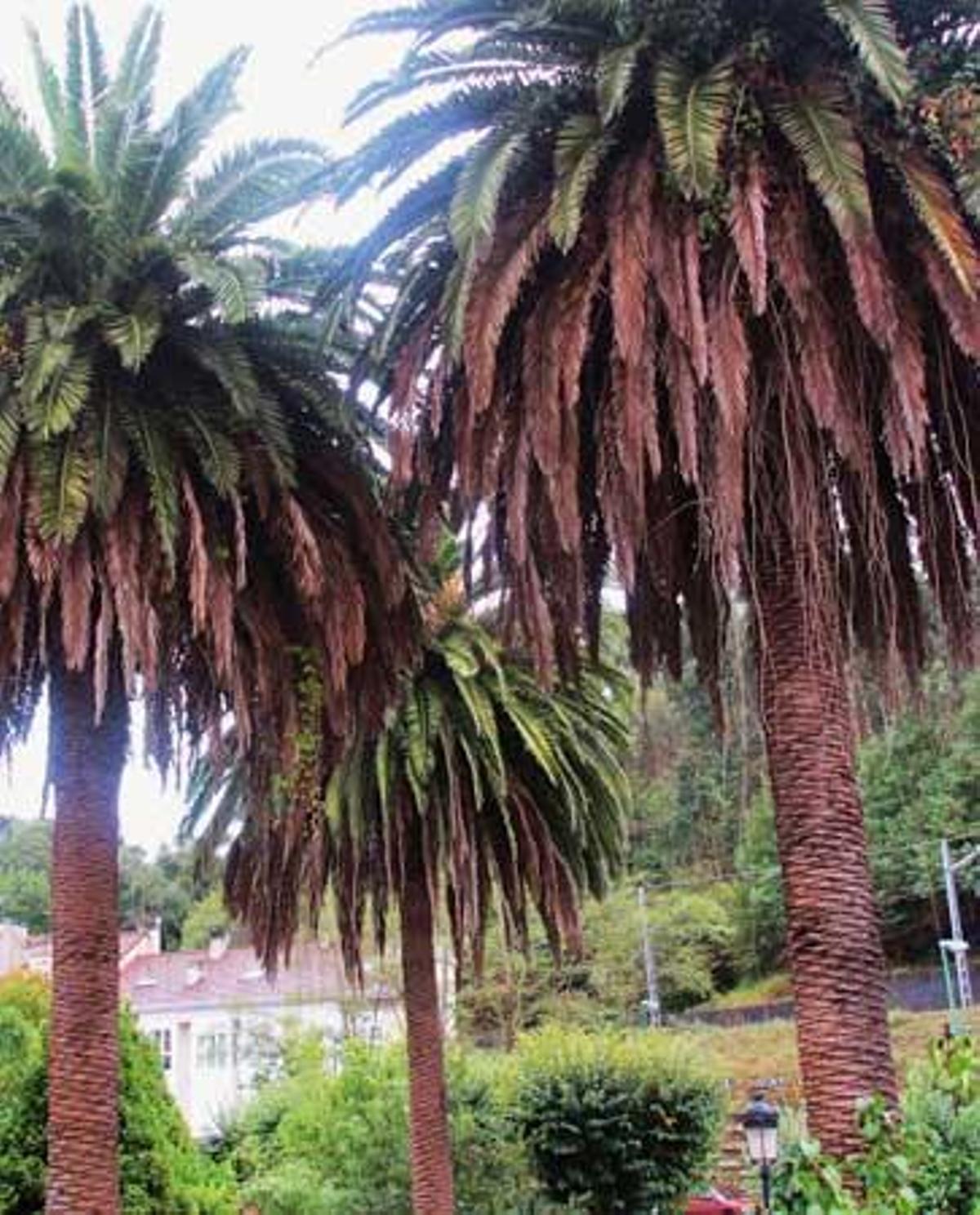 Las palmeras de Santarúa se mueren