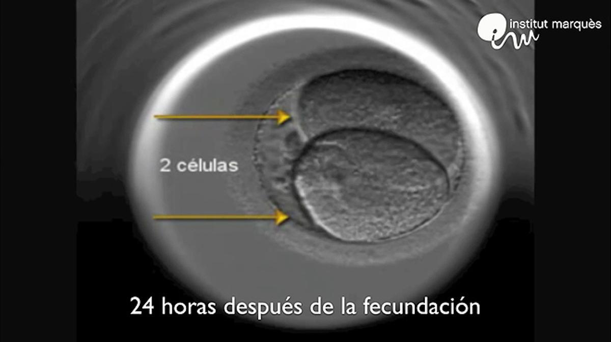 La aplicación Embriomóvil permite observar en directo el desarrollo de un embrión desde el día de la fecundación y hasta el día cinco.