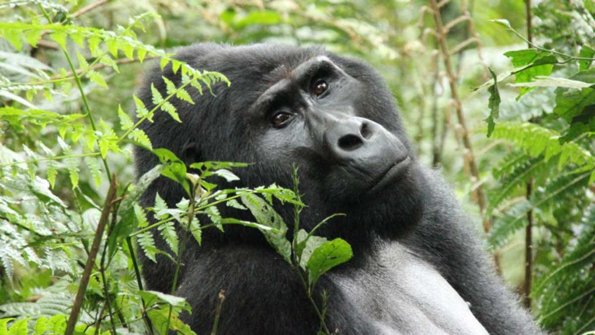 Lenta recuperación de los gorilas de montaña en Uganda