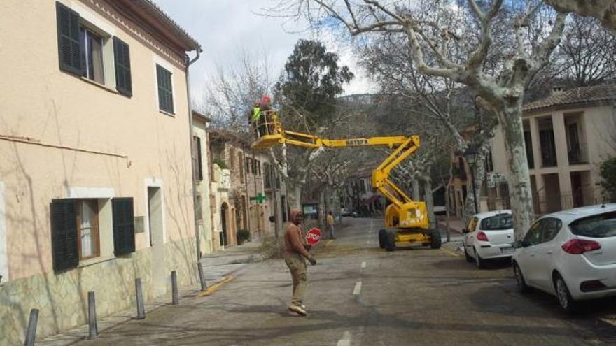 Poda de árboles en Puigpunyent