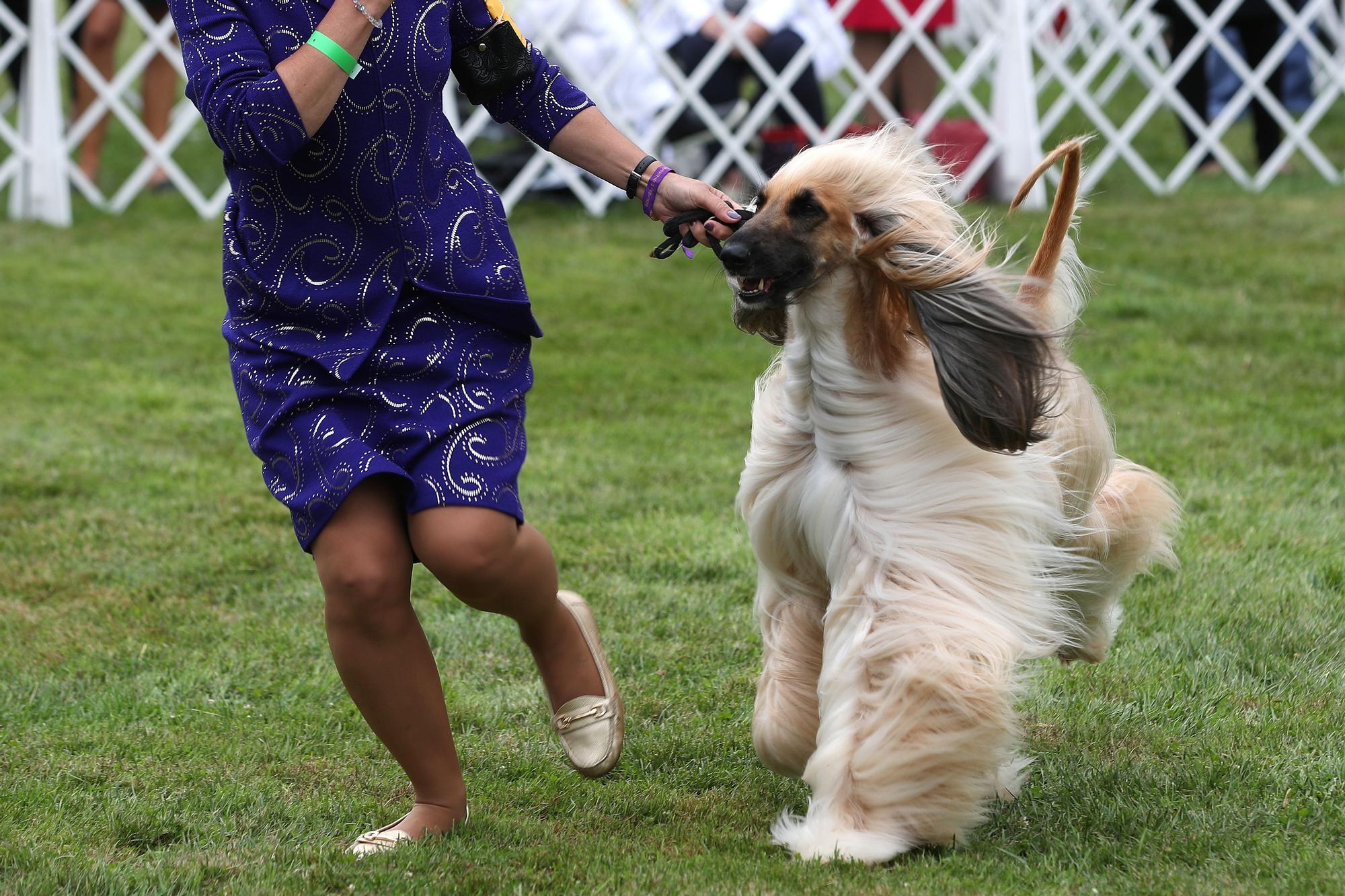 145è Westminster Kennel Club Dog Show