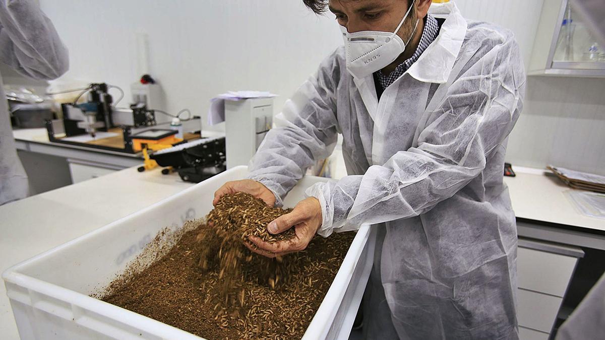 Diego Amores, con las larvas de mosca soldado negra durante el proceso de bioconversión de residuos orgánicos.
