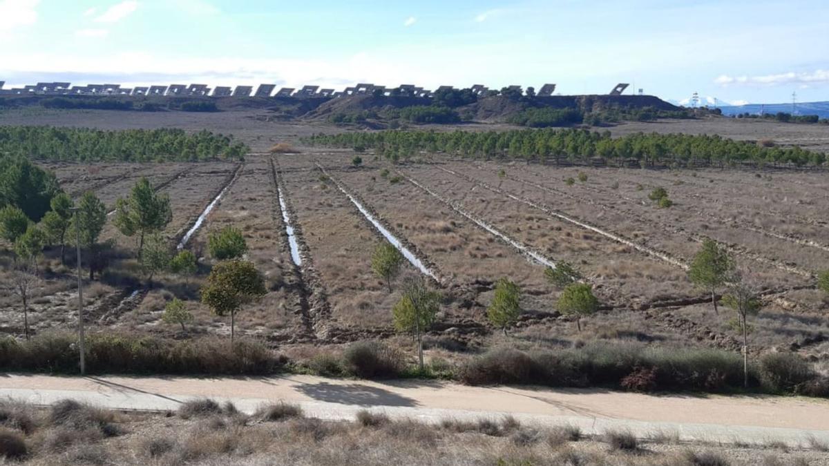 Los árboles se han plantado en  Pinsoro, Santa Anastasia, El Bayo, El Sabinar, Valareña y la Ciudad del Agua. | SERVICIO ESPECIAL