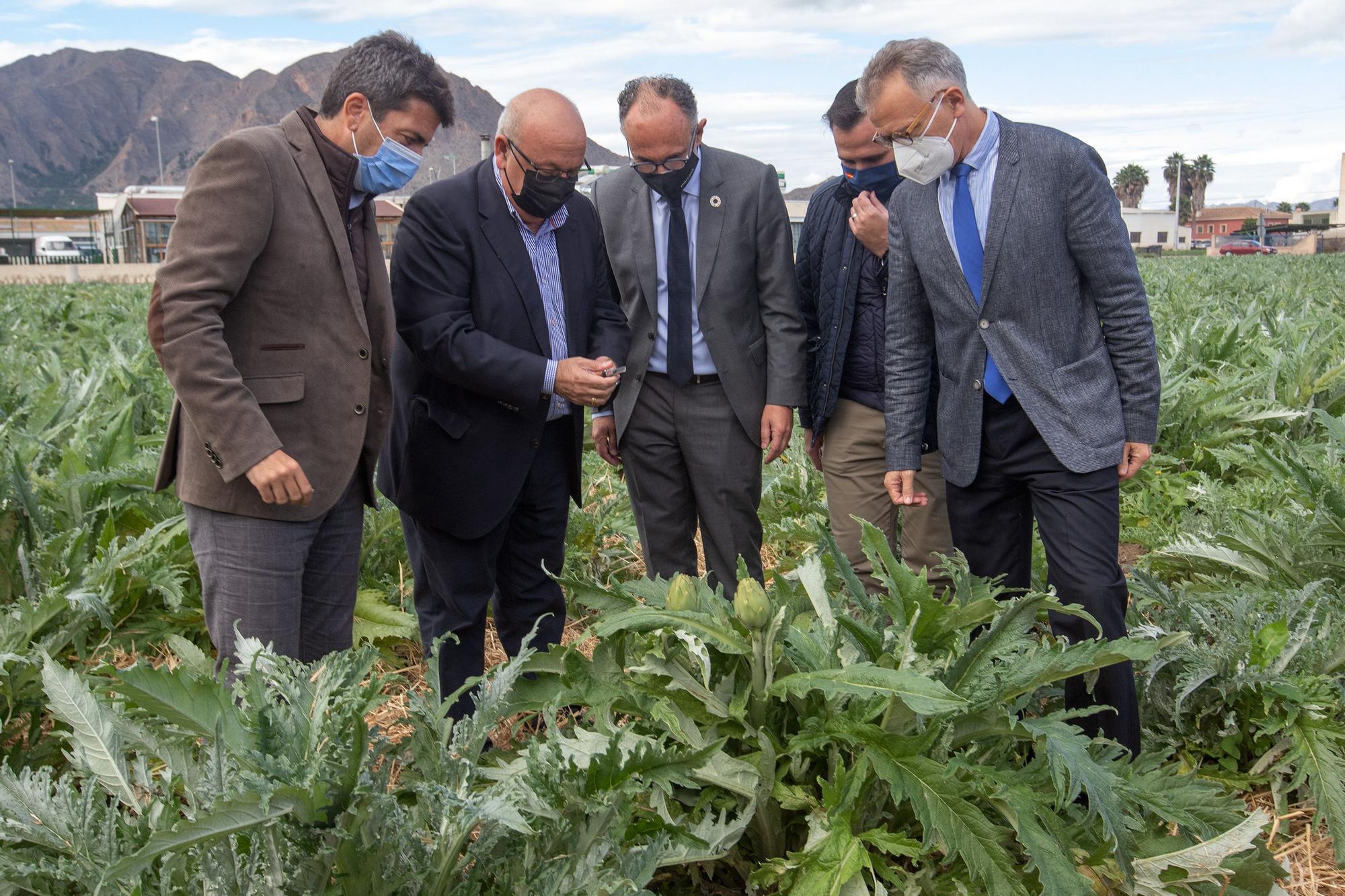 Primer corte simbólico de alcachofa en Callosa de Segura