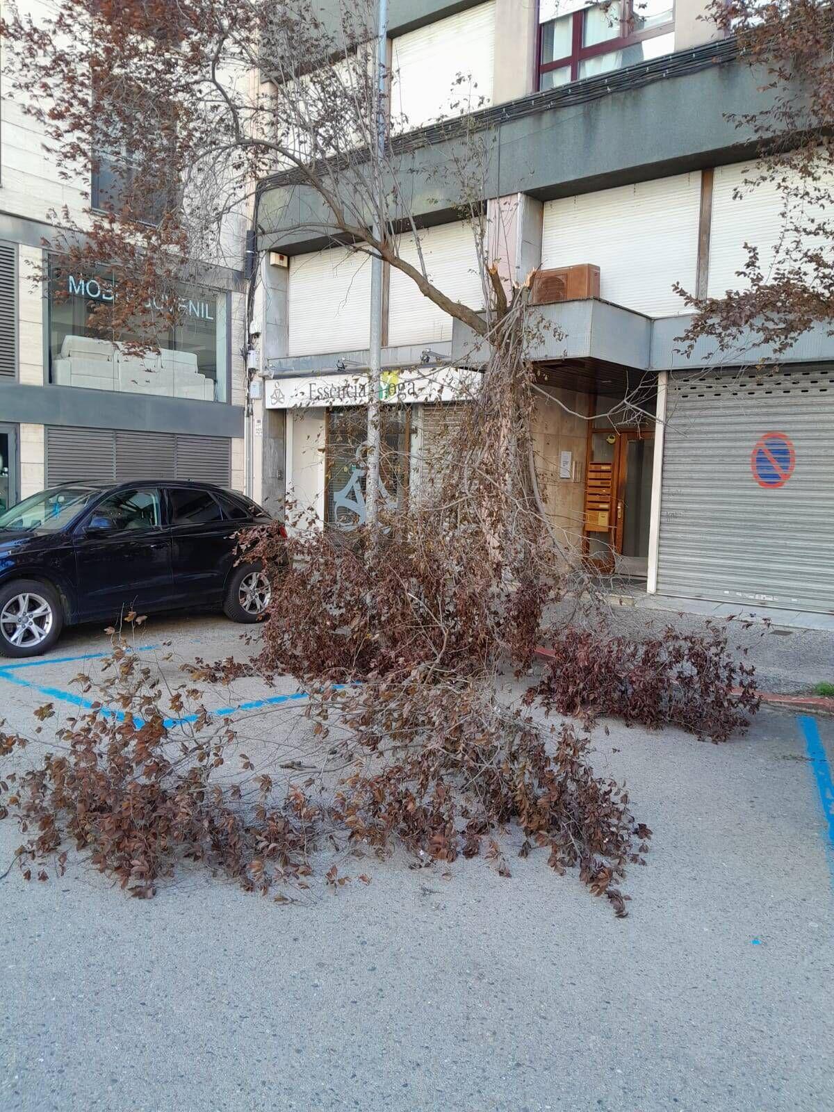 Arbres caiguts a Girona per la ventada Arbres caiguts a Girona per la ventada