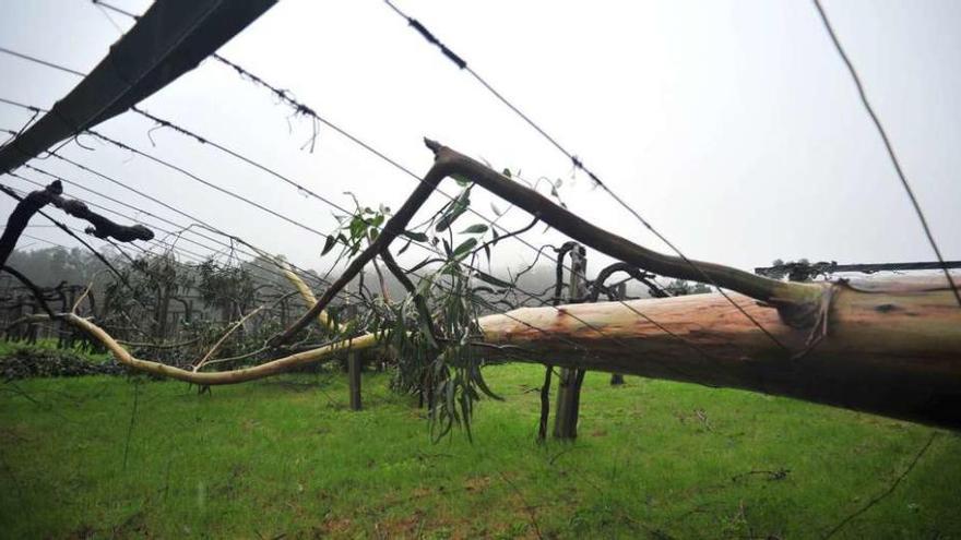 Un eucalipto se desplomó con el tornado y causó importantes destrozos en una parra del lugar de Valdamor // Iñaki Abella