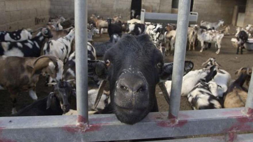 Corral de cabras de una ganadería de Guatiza, en el municipio de Teguise. | lp/dlp