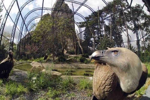 Vultures are seen in a bird-cage at the Paris Zoological Park in the Bois de Vincennes in the east of Paris