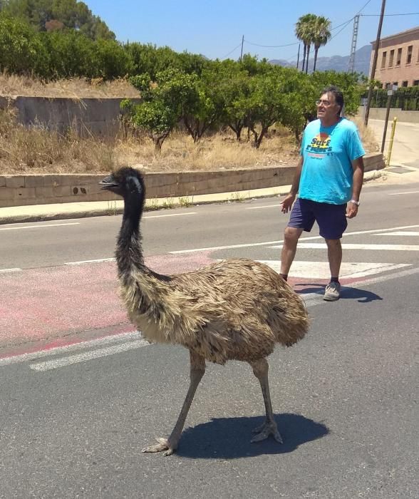 Avestruz suelto por Palma de Gandia